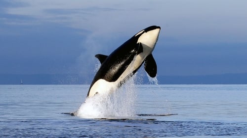 Free Willy 2: The Adventure Home screenshot 2